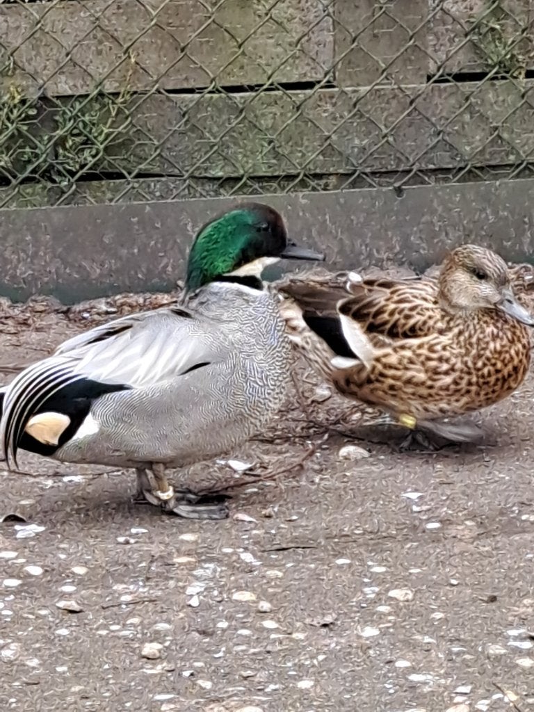 Eenden Ganzen en zwanen, Meerdere dieren, Eend