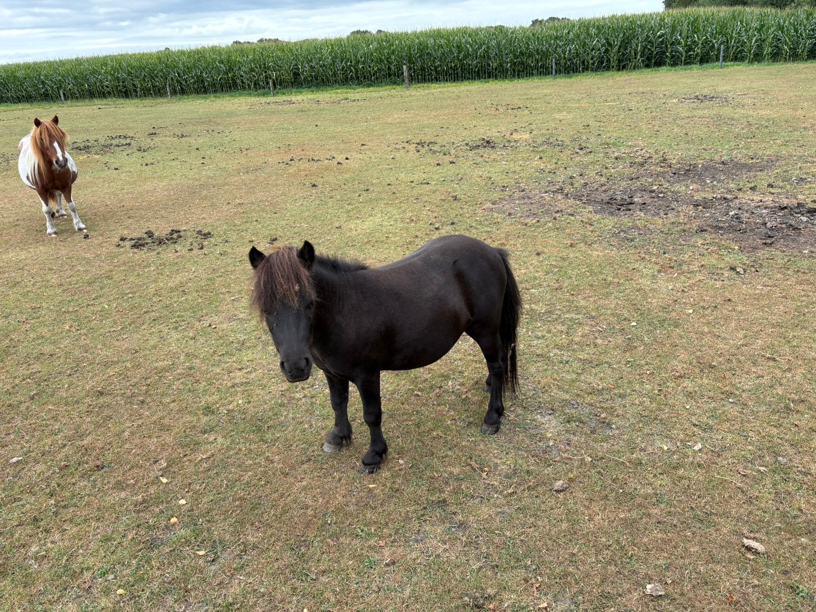 Te koop 2 jarige hengst!, Dieren en Toebehoren, Paarden en Pony's | Dekhengsten en Fokmerries, Meerdere dieren
