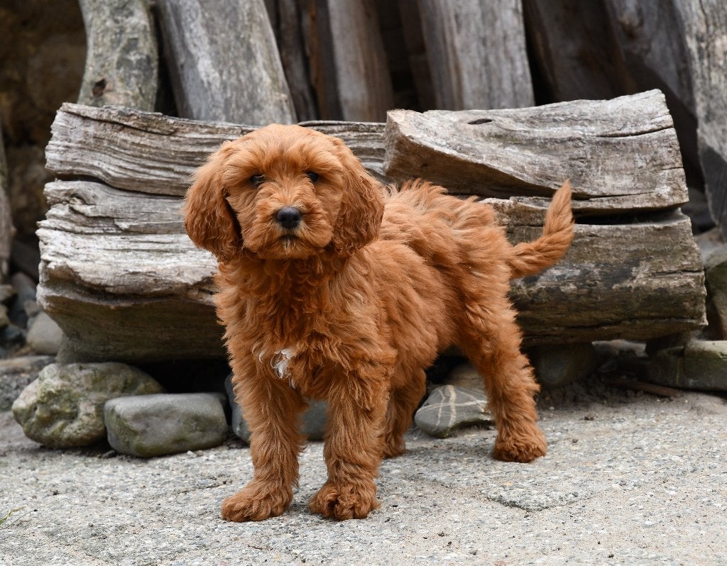 Super mooie Australian Labradoodle pups uit geteste ouders., Parvo, Nederland, Overige rassen, 8 tot 15 weken