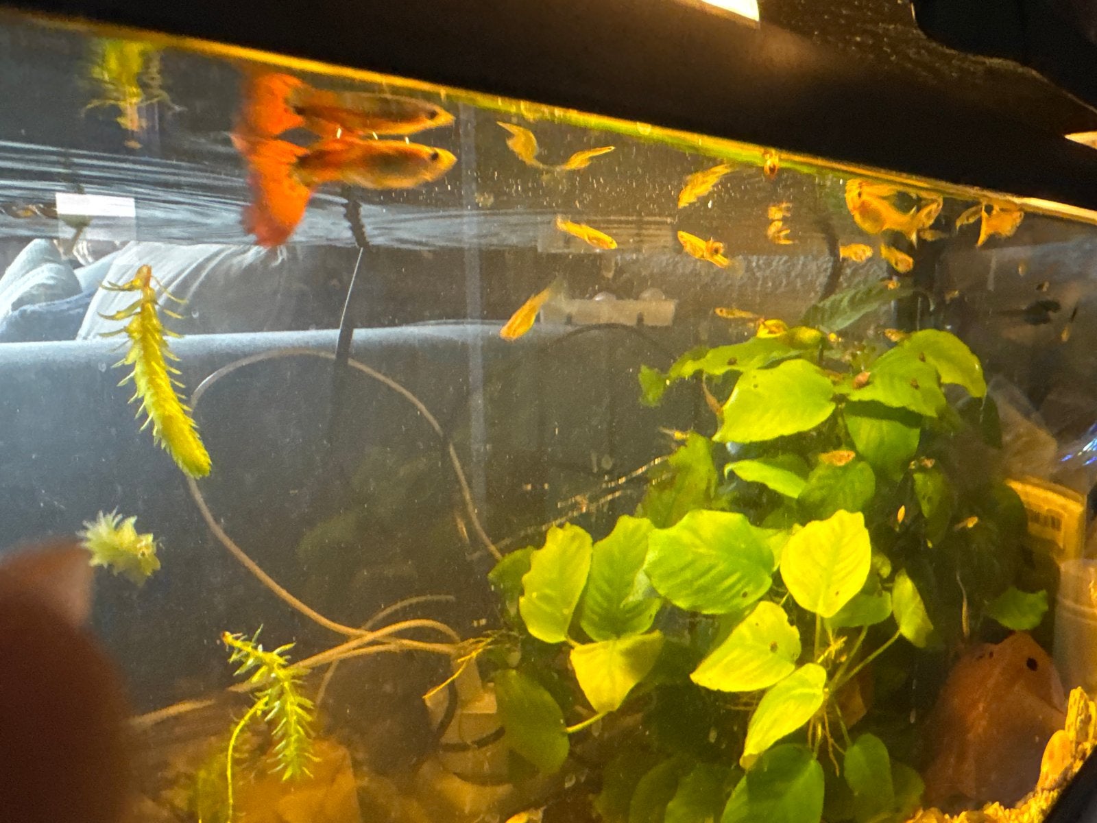 Vissen te koop, Dieren en Toebehoren, Vissen | Aquariumvissen, Vis