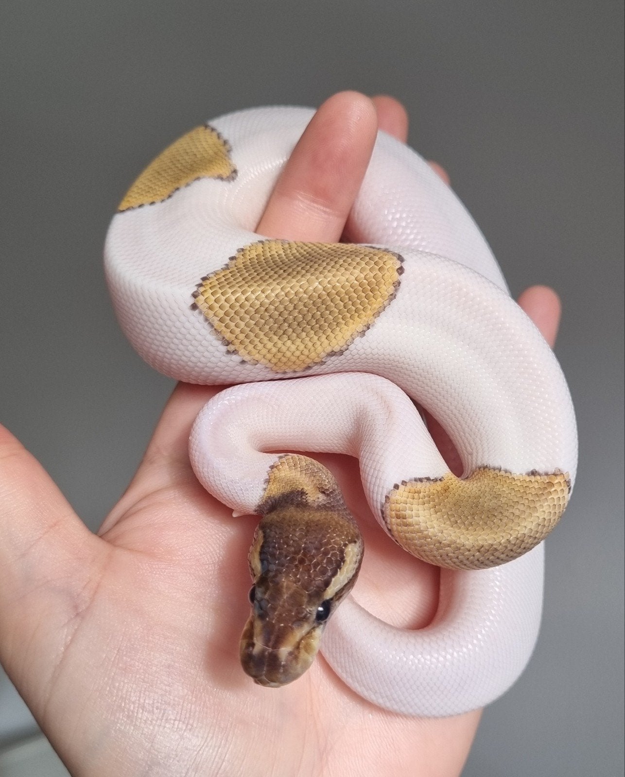 1.0 mojave piebald 66% het lavender albino koningspython Ball Python photo 2