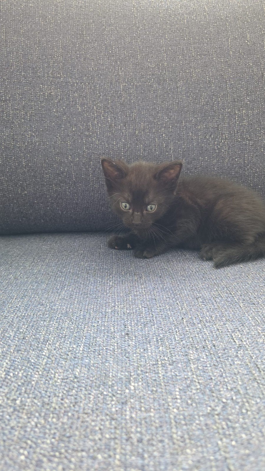 kittens, Dieren en Toebehoren