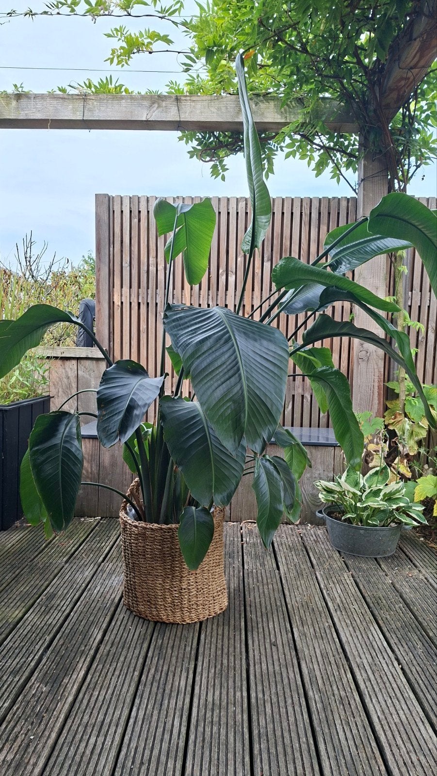 strelitzia Nicolai, Ophalen, Overige soorten, Halfschaduw, 150 tot 200 cm