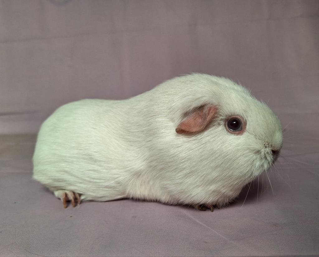 Gladhaar zeug - wit donker oog, Dieren en Toebehoren, Knaagdieren, Vrouwelijk, Cavia, Maart, Tam