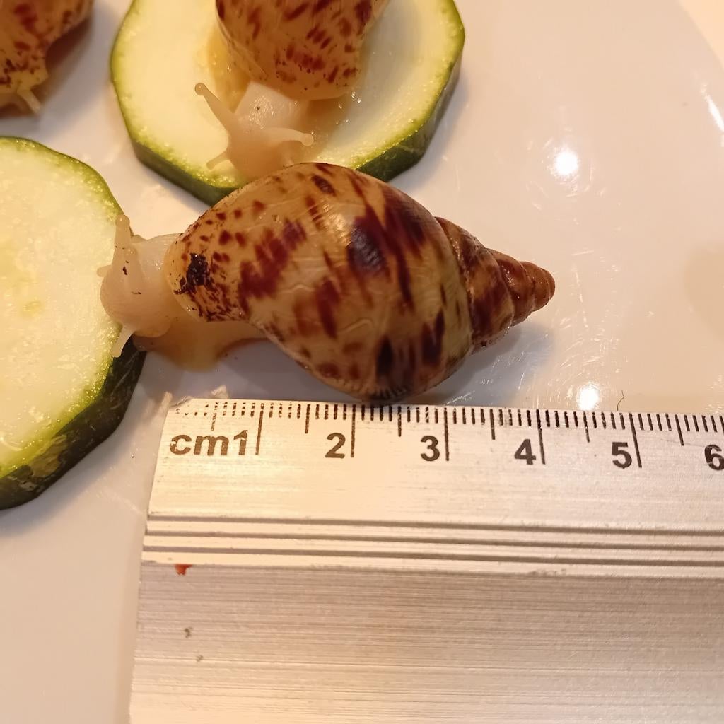 Achatina Reticulata, reuzenslak, Augustus, Meerdere dieren