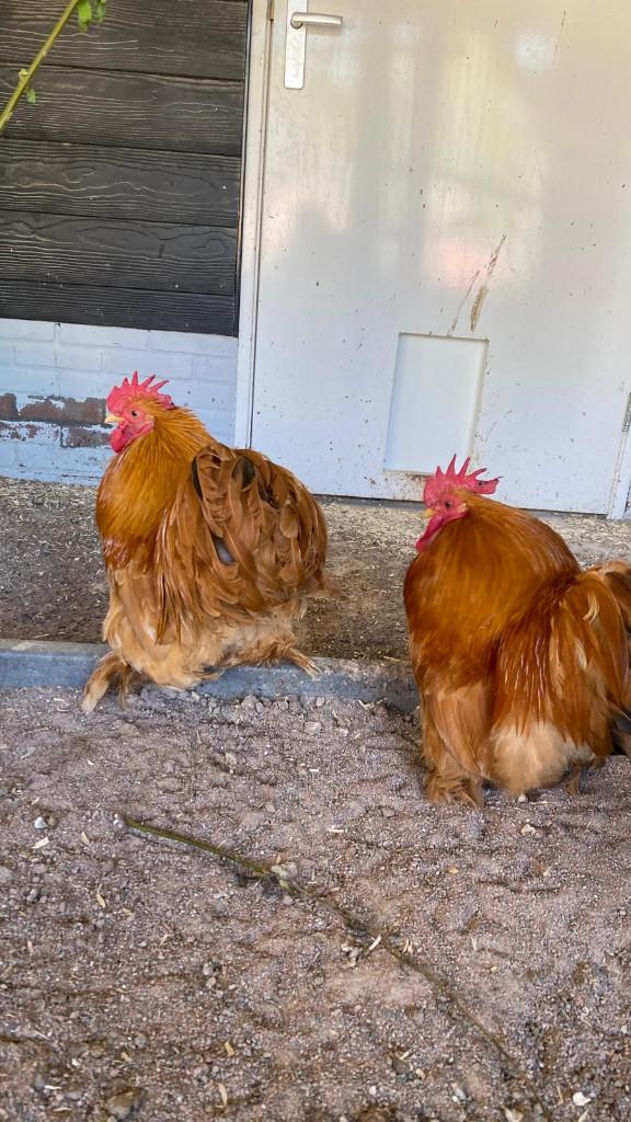 Cochin kriel, Dieren en Toebehoren, Pluimvee, Mannelijk, Kip