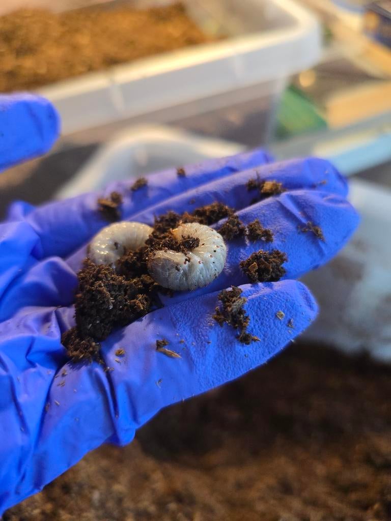 Chlorocala Africana Africana larven 10 stuks voor €15, Overige soorten