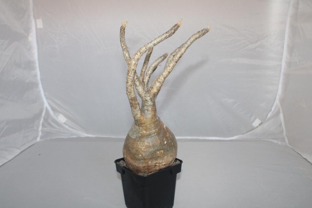 Pachypodium rosulatum ssp. Gracilius, Huis en Inrichting, Vetplant, Ophalen of Verzenden, Minder dan 100 cm, Volle zon