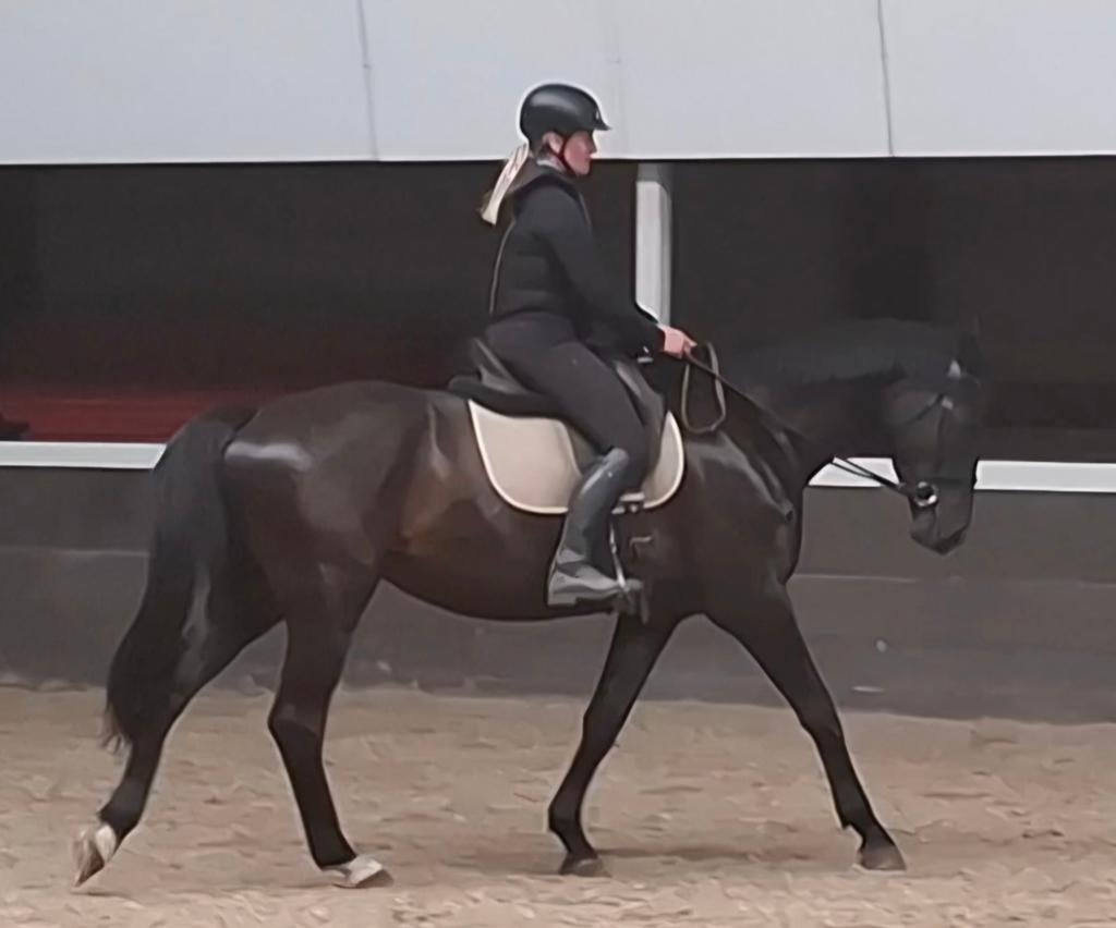 Paardrijles, paardentraining, ruitercoach, grondwerk, R+, Paardrijles of Ponykampen