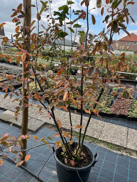 Krentenboom in pot, Ophalen, Overige soorten, Struik