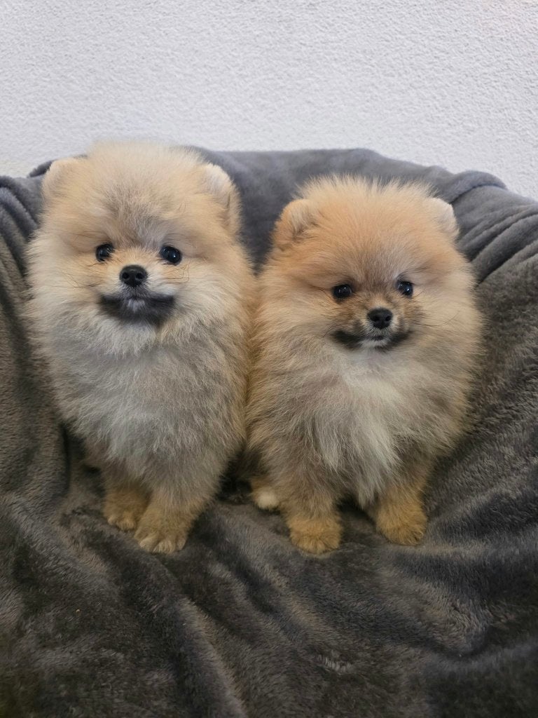Pomeriaan  Reutjes Pups, 8 tot 15 weken, Eén hond, CDV (hondenziekte), Nederland