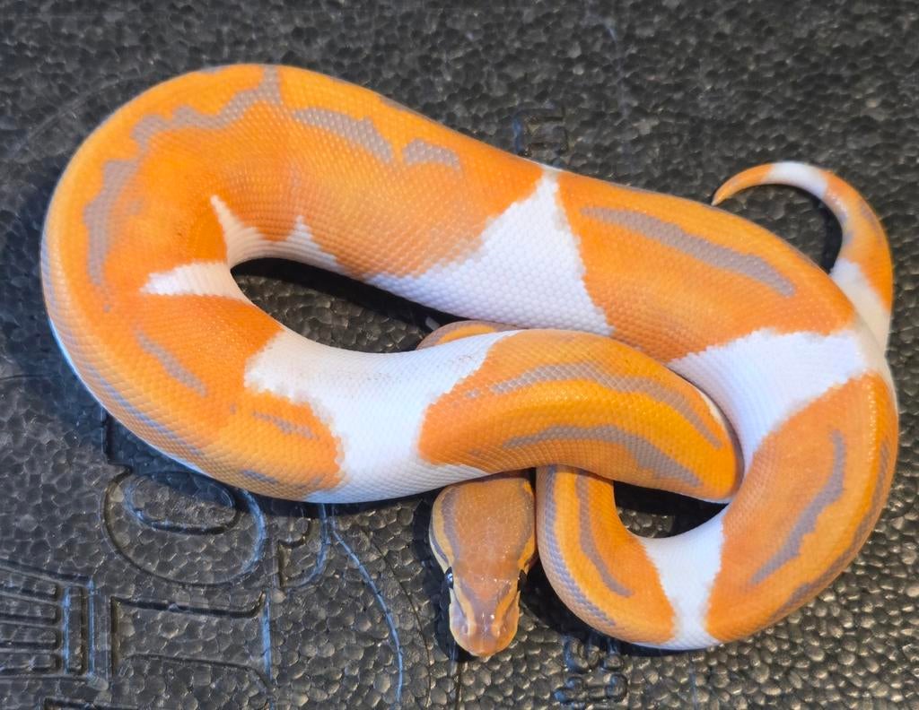 Grote collectie Ball Pythons, Slang
