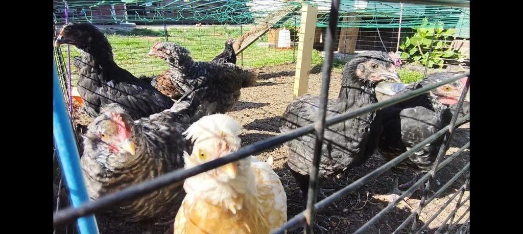 Div soorten haantjes mix rassen groene eieren gen, Dieren en Toebehoren, Pluimvee, Mannelijk, Kip