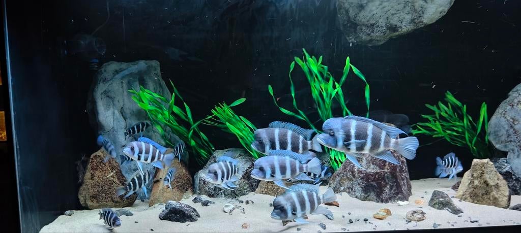 Cyphotilapia Gibberosa Blue Zaïre Moba (Frontosa), Dieren en Toebehoren, Vissen | Aquariumvissen, Vis