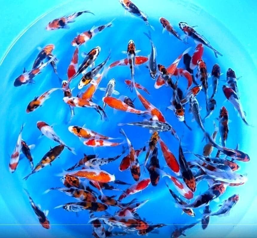 Japankoi, Tosai Koi in eerste levensjaar 10 tot 14 cm groot, Karper of Koi
