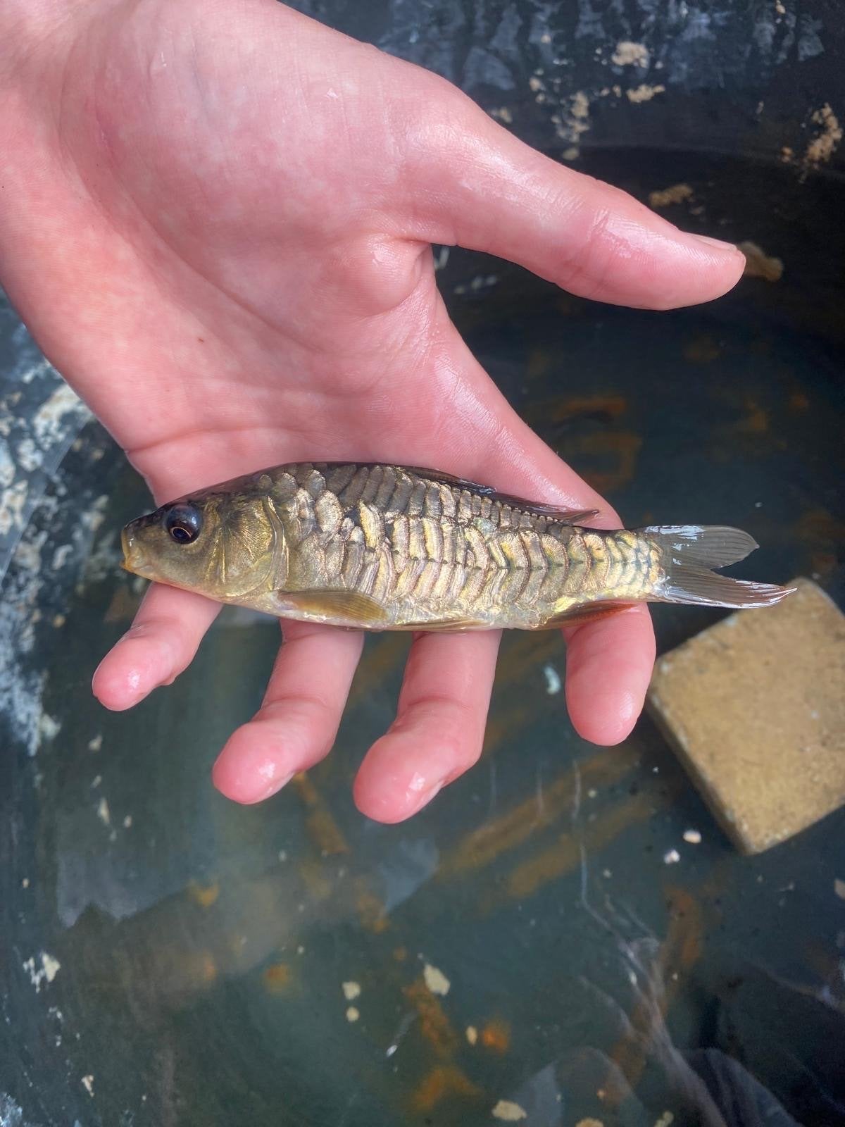Kleine karpers - 1€ per karper, Karper of Koi