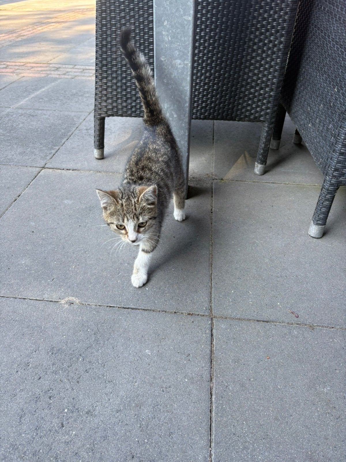 2 kittens, vrouwtjes, Poes