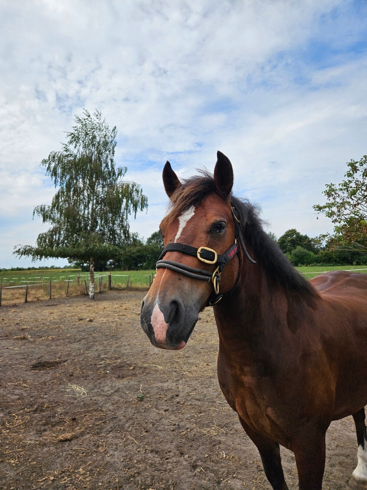 trainingshalster maat Cob/small, Dieren en Toebehoren, Ophalen of Verzenden, Zo goed als nieuw, Recreatie