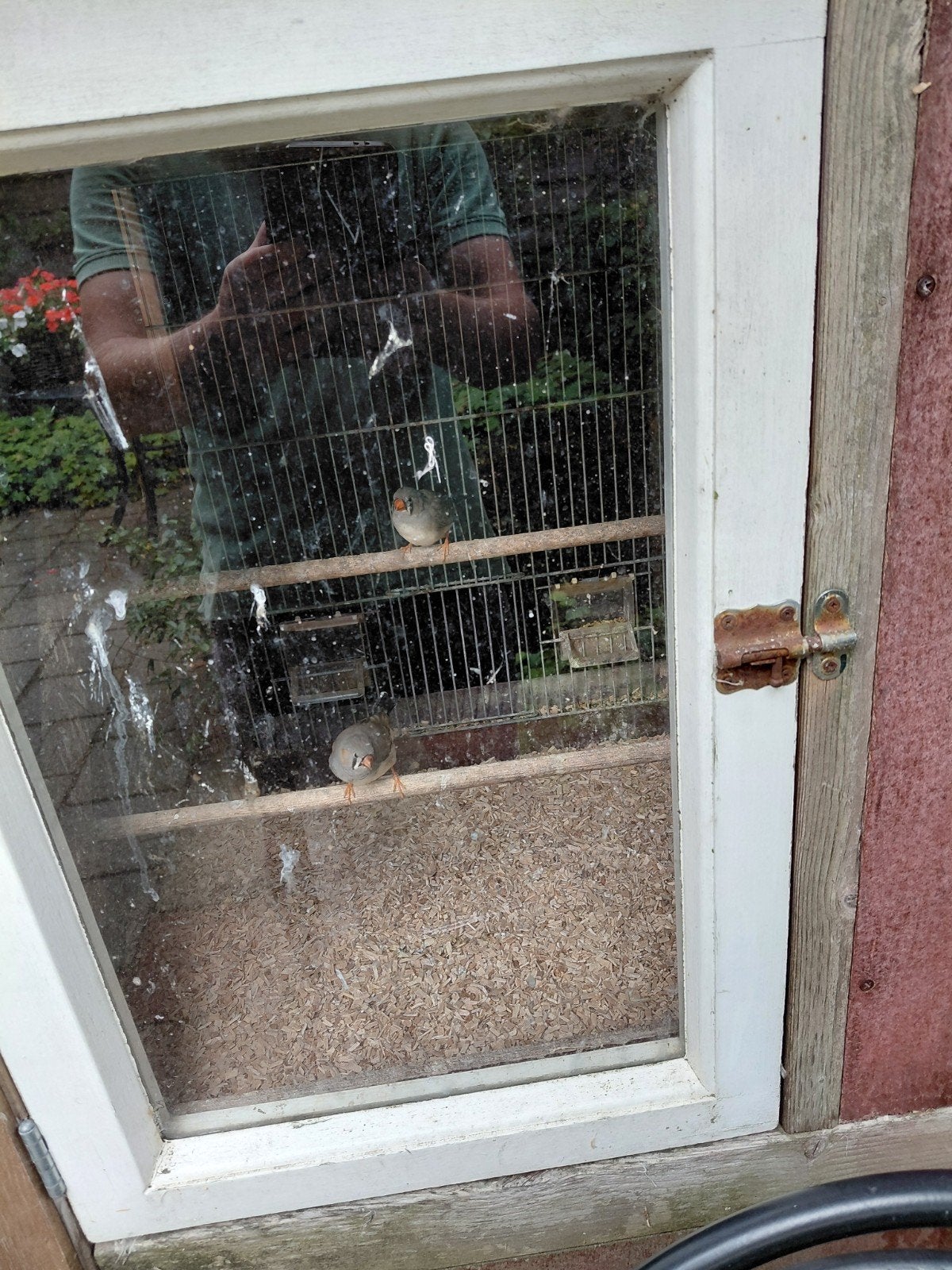 Zebravinken man + pop samen €5,-, Meerdere dieren, Tropenvogel