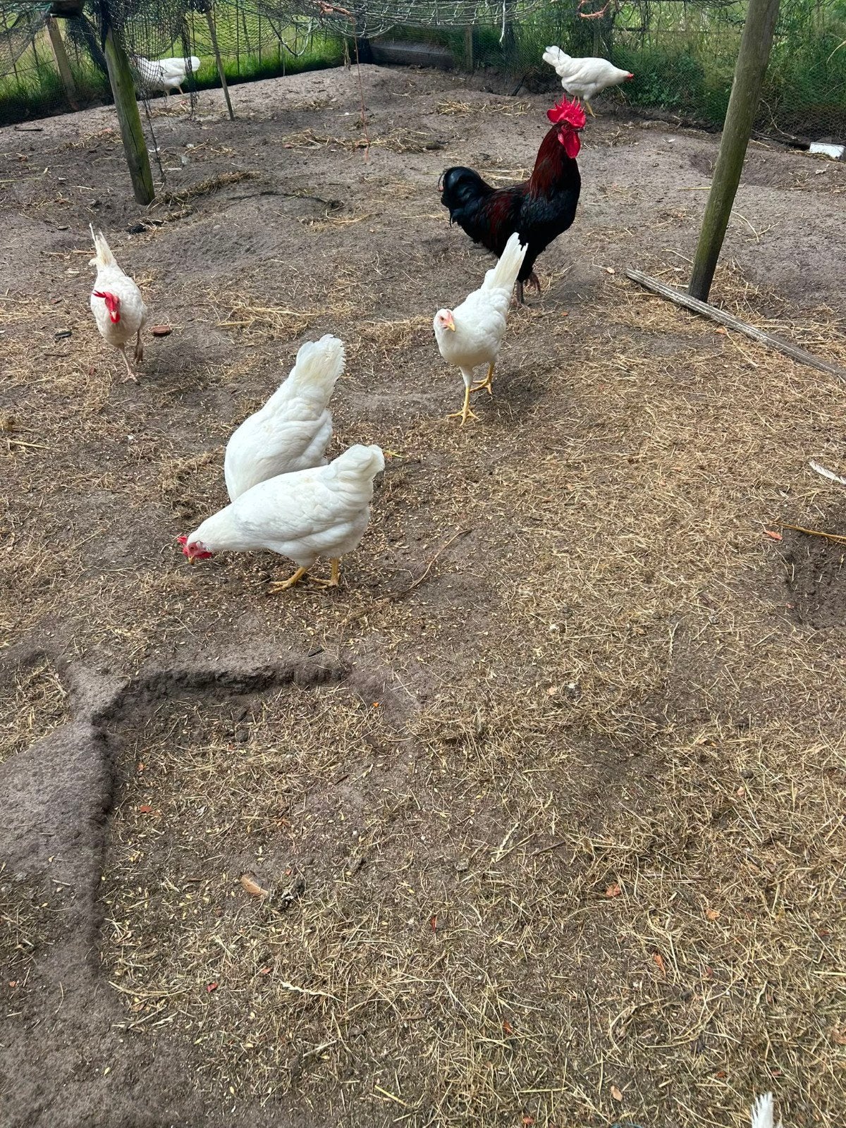 Barnevelder Haan, Dieren en Toebehoren, Mannelijk, Kip
