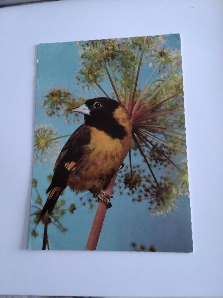 ZWARTKOP KARDINAAL, Ophalen of Verzenden