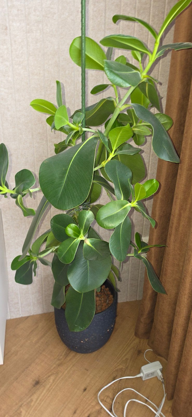 groote clusia in pot, Ophalen, In pot, Halfschaduw, Minder dan 100 cm