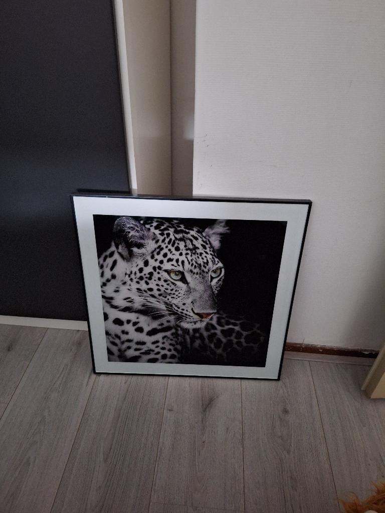 Tijger schilderij 50cm x 50cm, Huis en Inrichting, Ophalen, 50 tot 75 cm, Zo goed als nieuw, Schilderij
