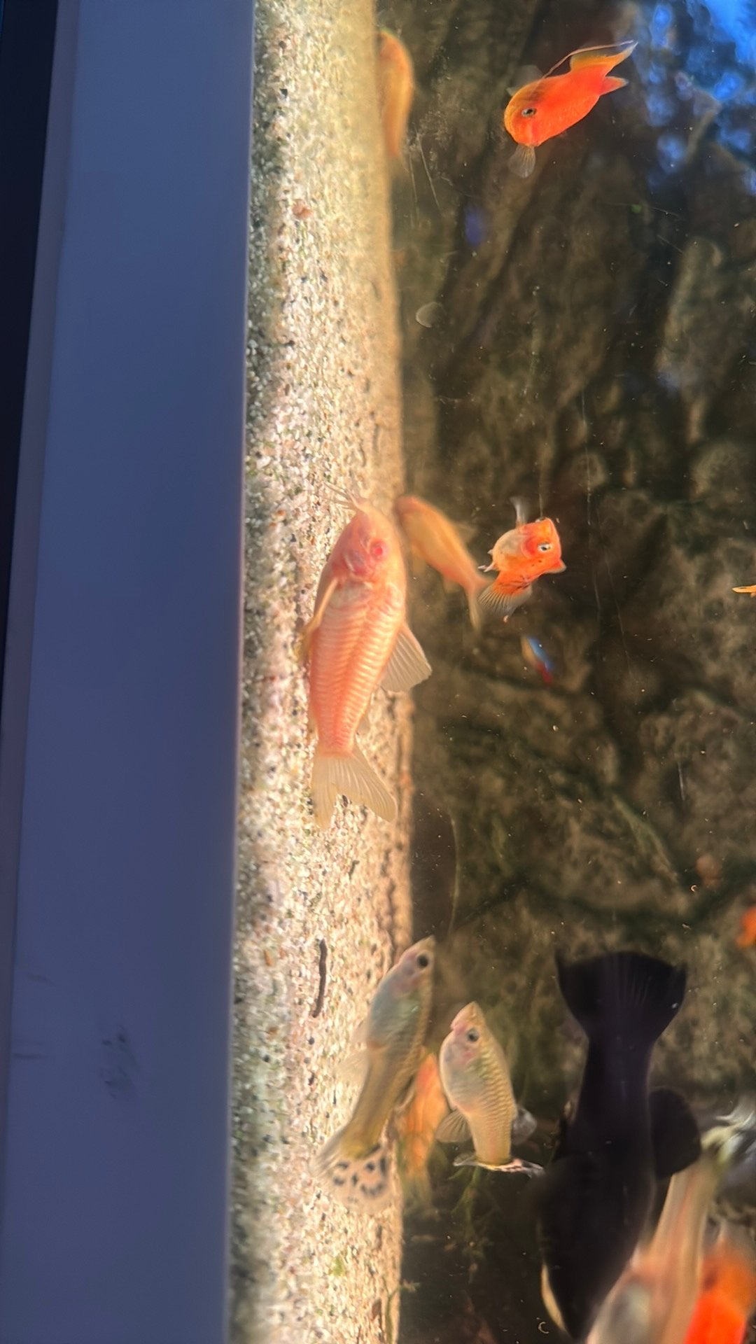 Coryadoras te koop, totaal 11 stuks, Dieren en Toebehoren, Vissen | Aquariumvissen, Vis, Zoetwatervis