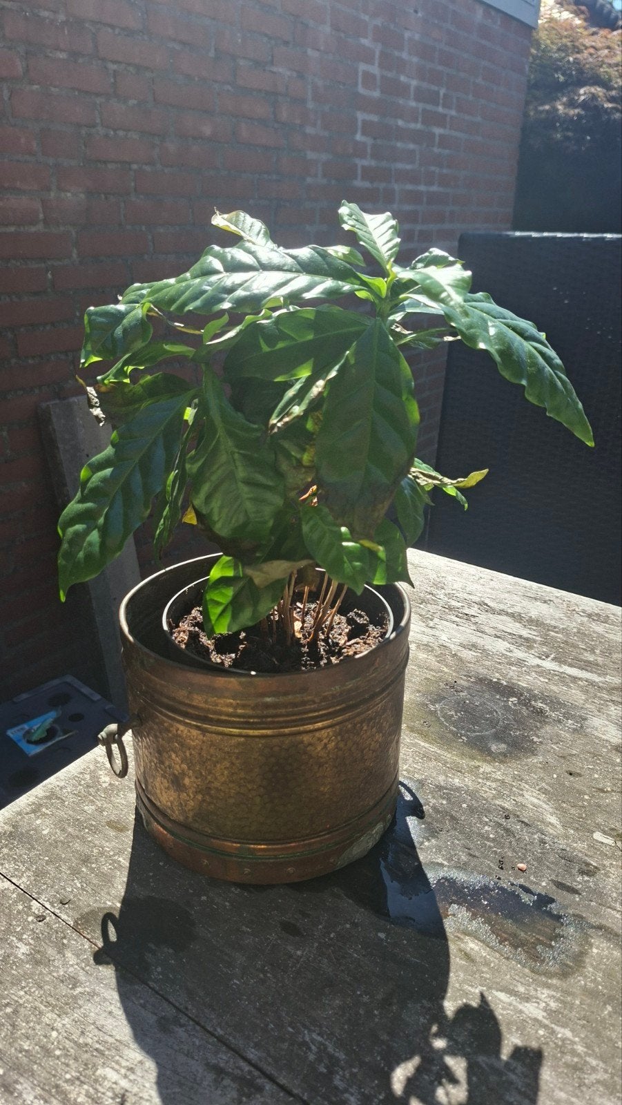 Mooie en gezonde kamerplanten, Ophalen, Overige soorten, In pot, Minder dan 100 cm