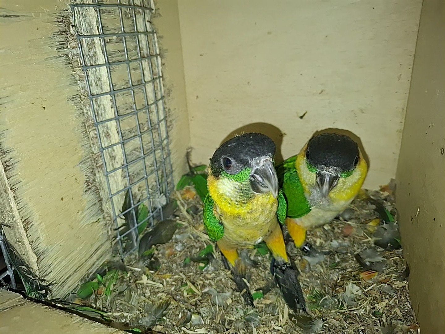2 jonge zwartkop caiques, Meerdere dieren, Papegaai, Geringd