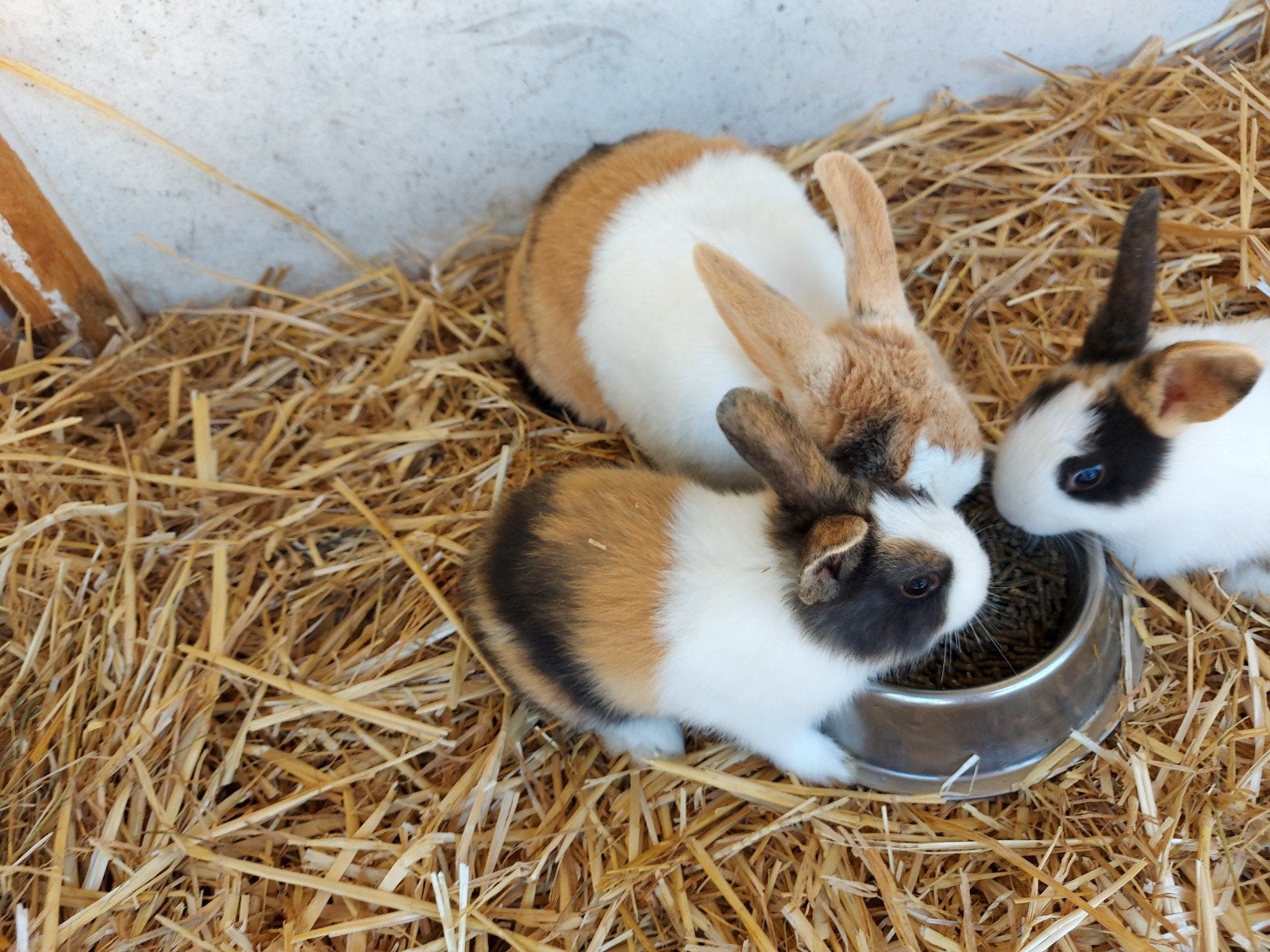 3 kleur Hollander rammen, Dieren en Toebehoren, Konijnen, Mannelijk, Groot, 0 tot 2 jaar