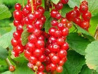 aalbessen struikjes, Volle zon, Vaste plant, Ophalen of Verzenden, Fruitplanten