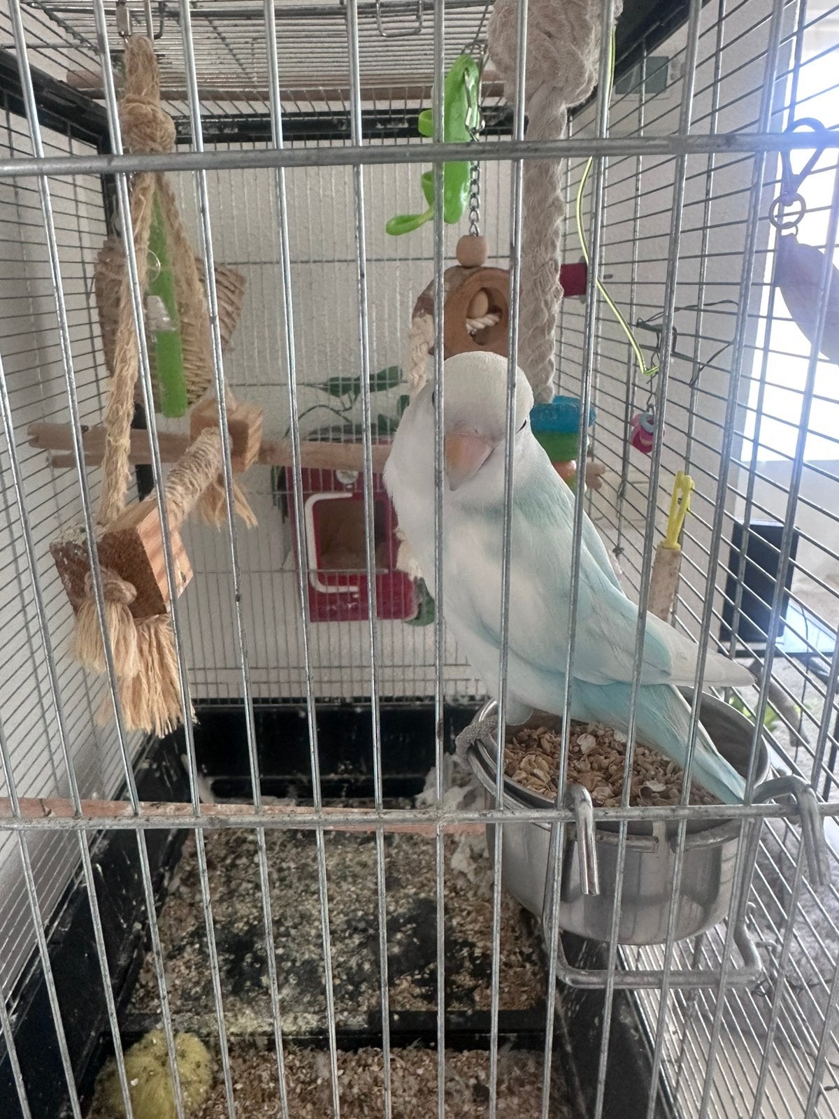 Agaponis tammed (kooi included), Meerdere dieren, Parkiet