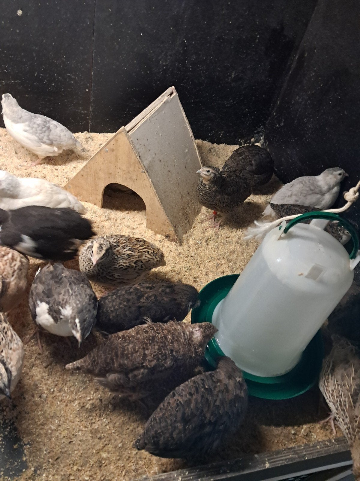4 jonge hen japanse kwartels, Dieren en Toebehoren, Vrouwelijk, Overige soorten