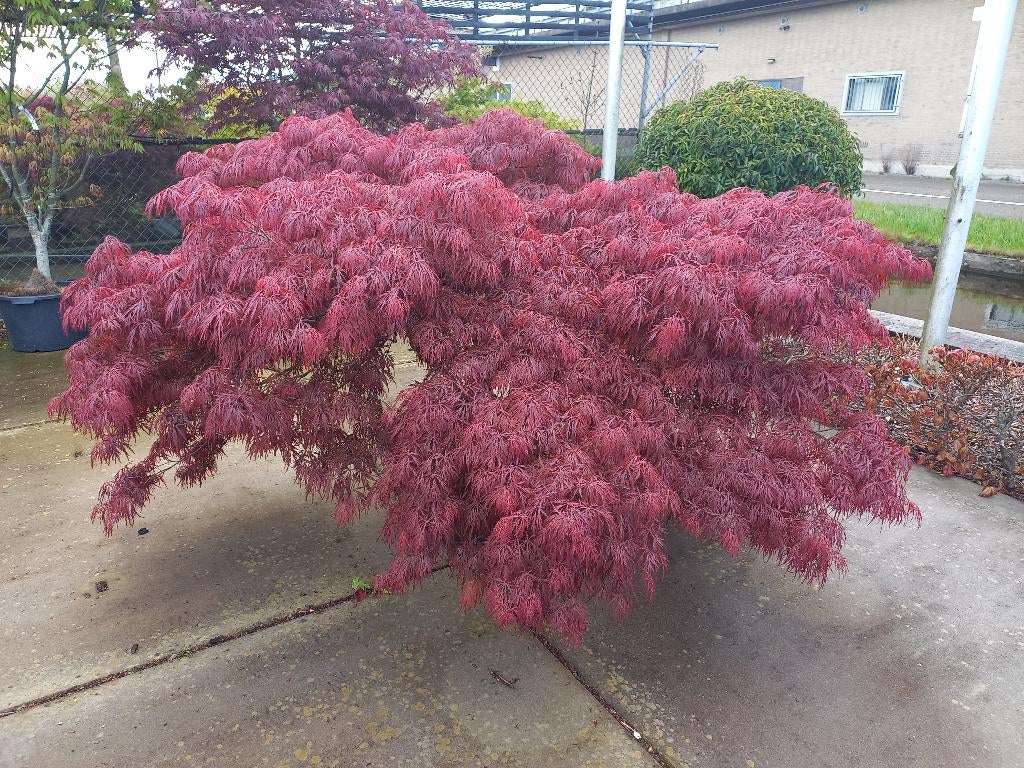 Japanse Esdoorn ofwel Acer diverse soorten vanaf €17,50, Ophalen, Bloeit niet, Halfschaduw, Overige soorten