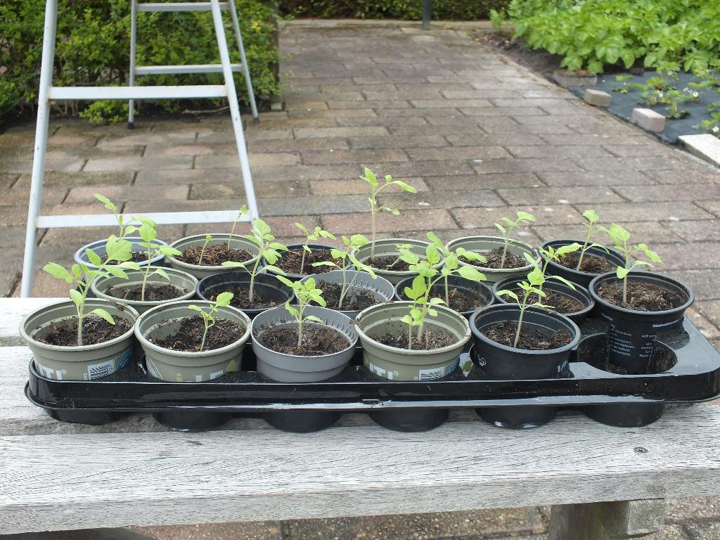 tomatenplantjes, Tuin en Terras, Planten | Tuinplanten, Ophalen, Volle zon, Groenteplanten, Eenjarig