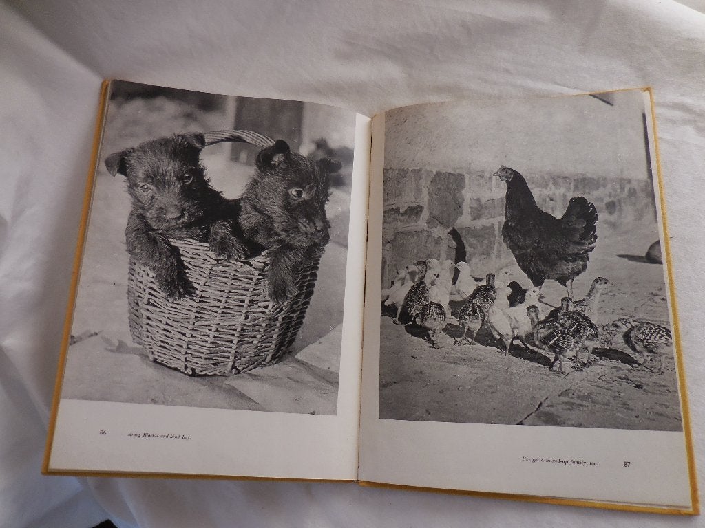 Farmyard Adventures - Slava Stochl, Boeken, Ophalen, Gelezen, Slava Stochl