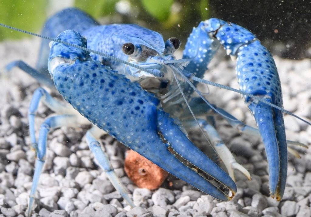 Procambarus Alleni - Blauwe Florida kreeft nu 3-8 cm, Dieren en Toebehoren, Kreeft, Krab of Garnaal, Zoetwatervis