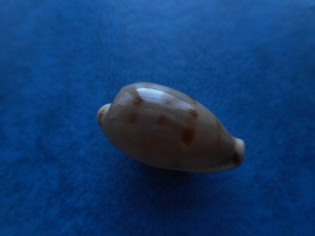 Schelpen: Cypraea rabaulensis Schilder gem 22mm, Ophalen of Verzenden, Schelp(en)