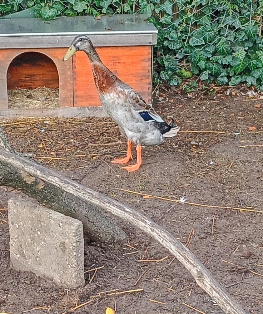 woerd gratis op te halen, Mannelijk, Eend