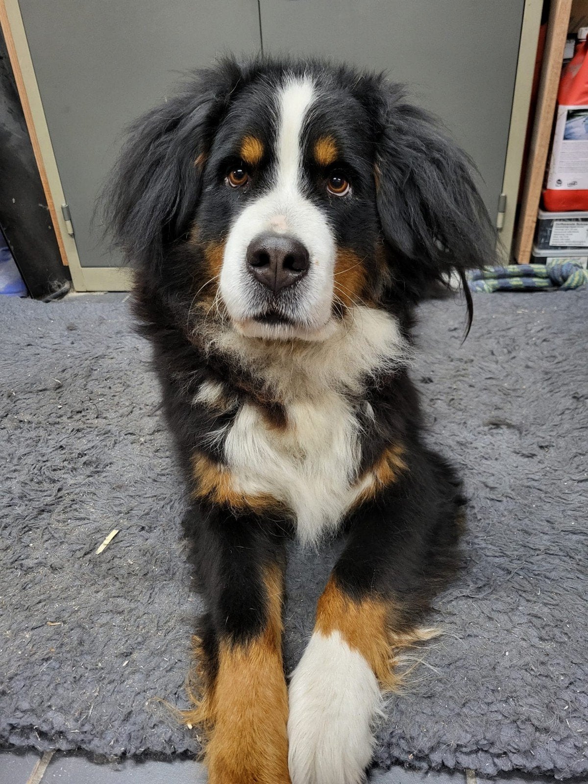 Berner Sennen pups, Parvo, Meerdere, Meerdere dieren, Nederland