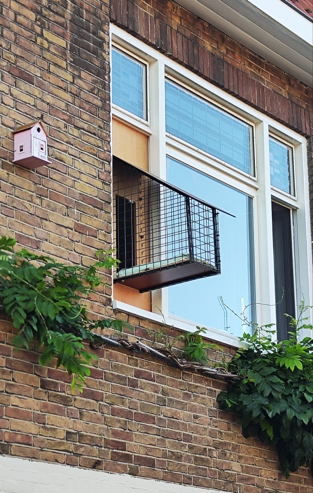 katten balkon, Dieren en Toebehoren, Meerdere dieren