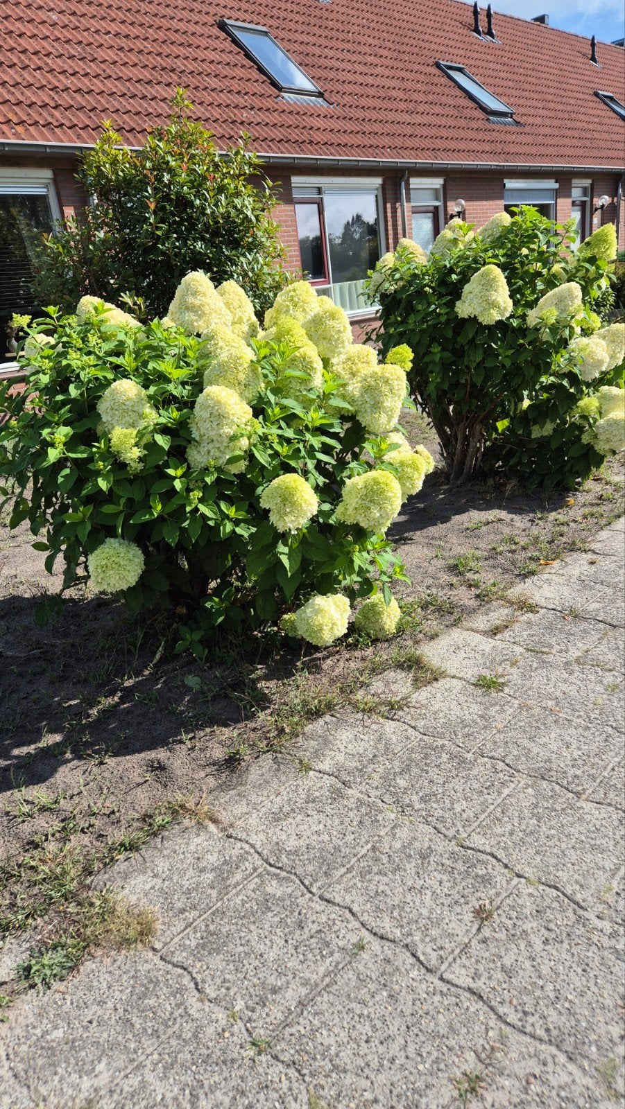 3 Grote Pluimhortensia's - Hydrangea Paniculata, Tuin en Terras, Vaste plant, Halfschaduw, Zomer, Ophalen