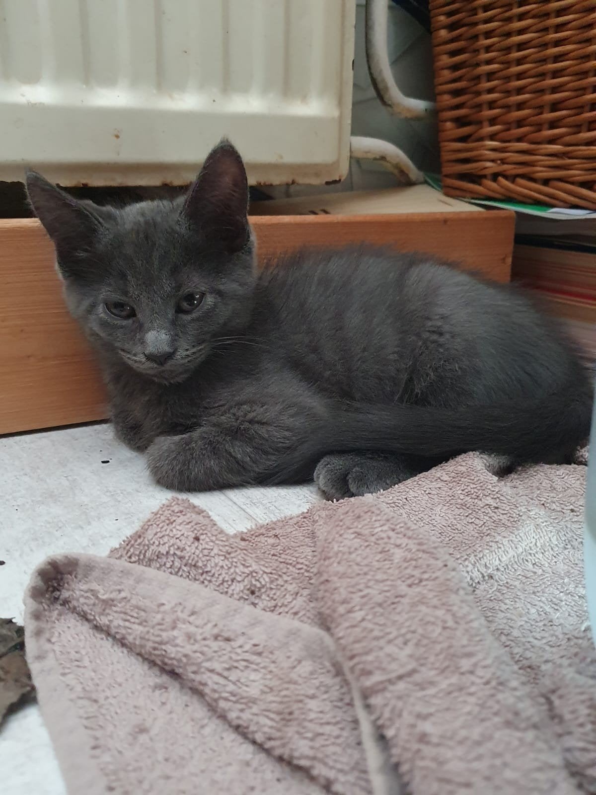 Half maine coon kittens nesje van 6 zijn er nog 4 over, Meerdere dieren, Langharig, 0 tot 2 jaar
