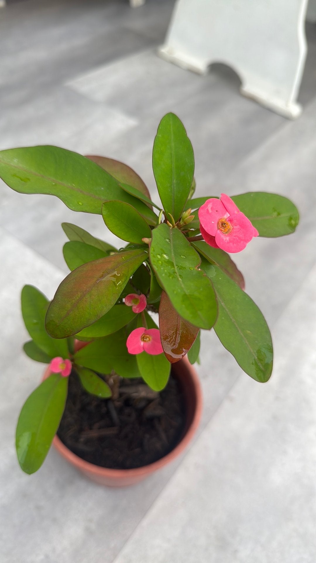 Kamerplant christusdoorn, Euphorbia Milii, Ophalen of Verzenden, Overige soorten