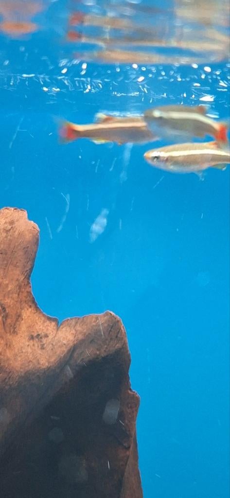 Chineese danio tanichthys albonubes aquarium vissen kopen, Dieren en Toebehoren, Vissen | Aquariumvissen, Vis