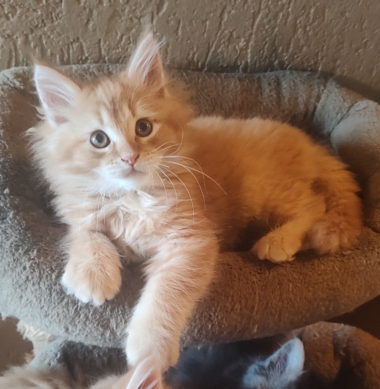 Maine Coon vader met stamboom x Maine Coon/Perz, Kater, Met stamboom, 0 tot 2 jaar