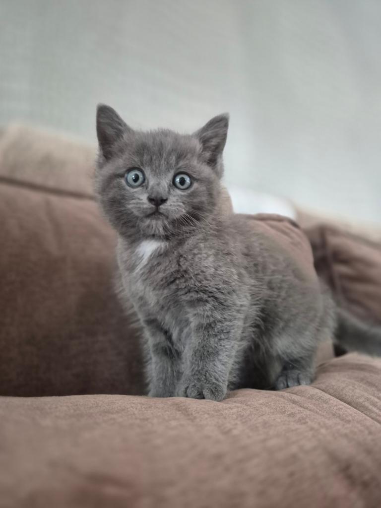 Britse korthaar x Ragdoll gouden mandje gezocht, Dieren en Toebehoren, Meerdere dieren