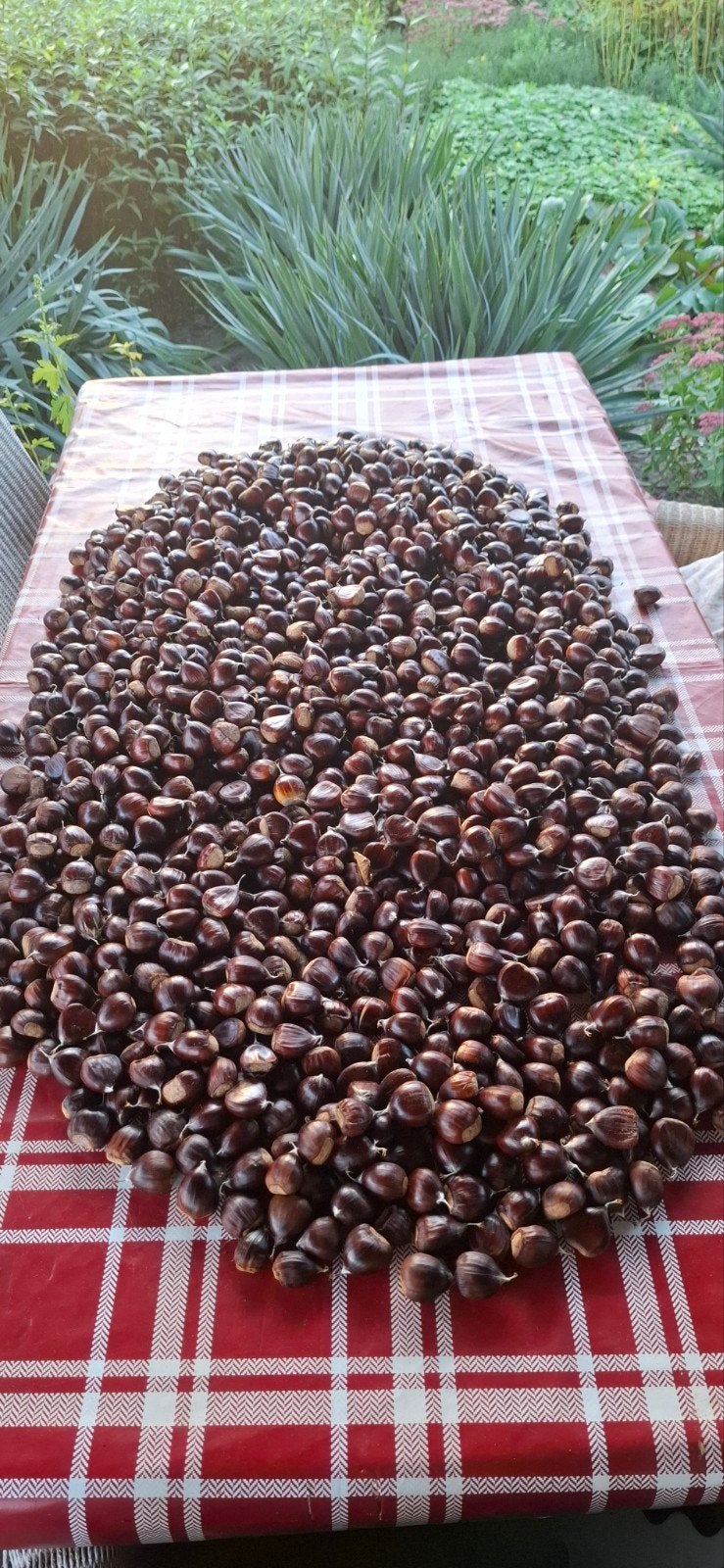te koop. 7 kg tamme kastanjes., Diversen, Ophalen of Verzenden