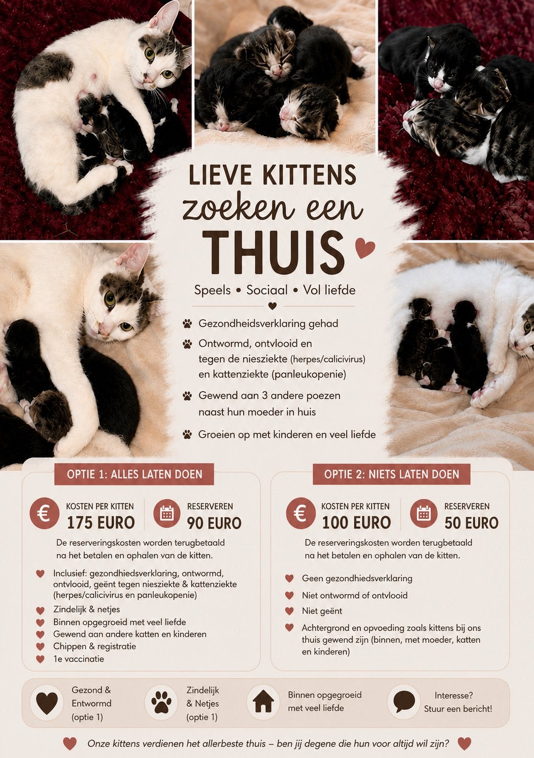 Kitten te koop, 0 tot 2 jaar